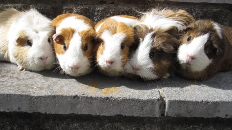 PIGS035.jpg