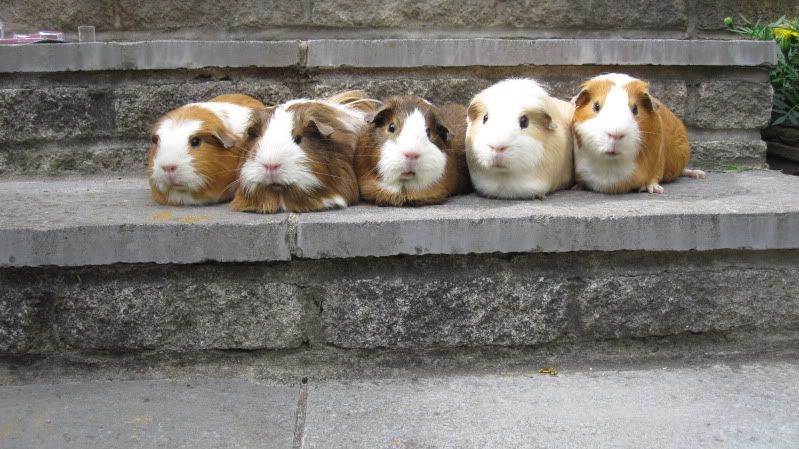 PIGS061.jpg