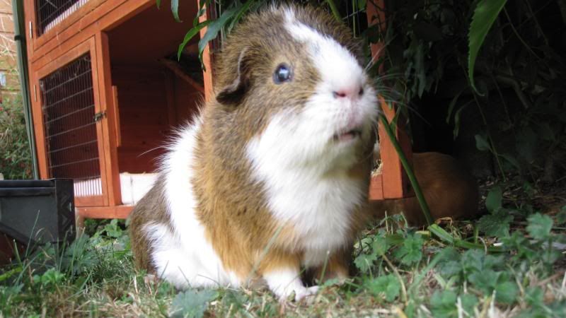 Petsiclllleess018.jpg