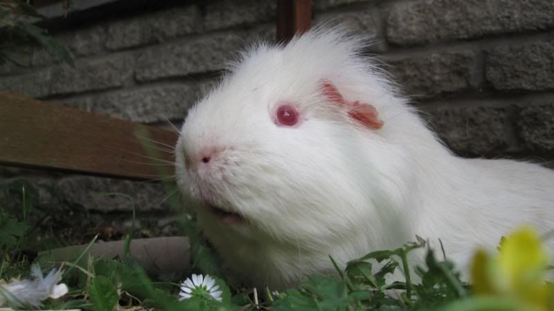 Petsiclllleess026.jpg