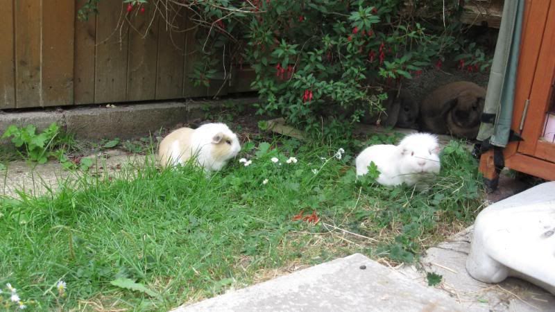 Petsiclllleess061.jpg
