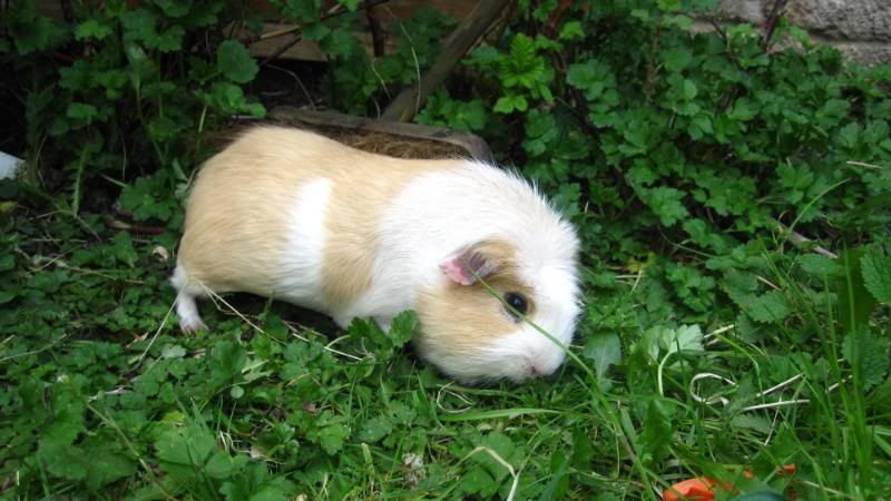 Pigday031.jpg