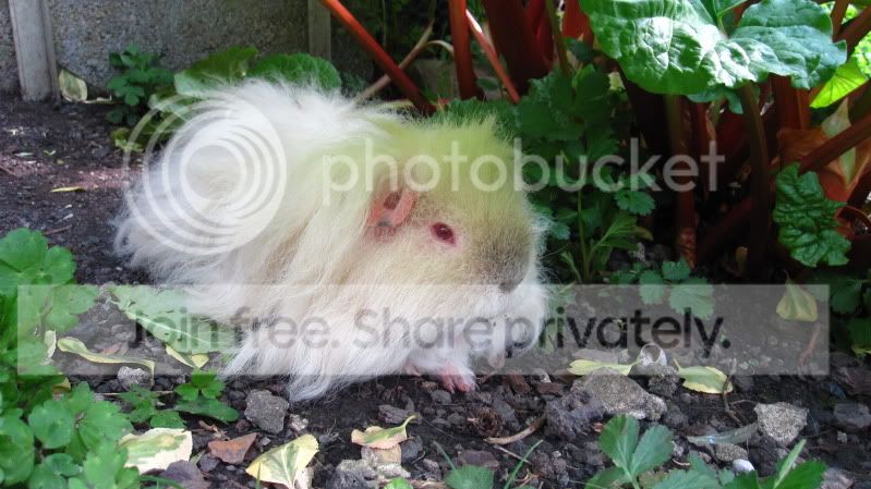 Pigday051.jpg