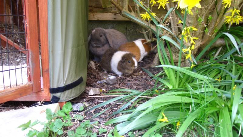 Pigday066.jpg