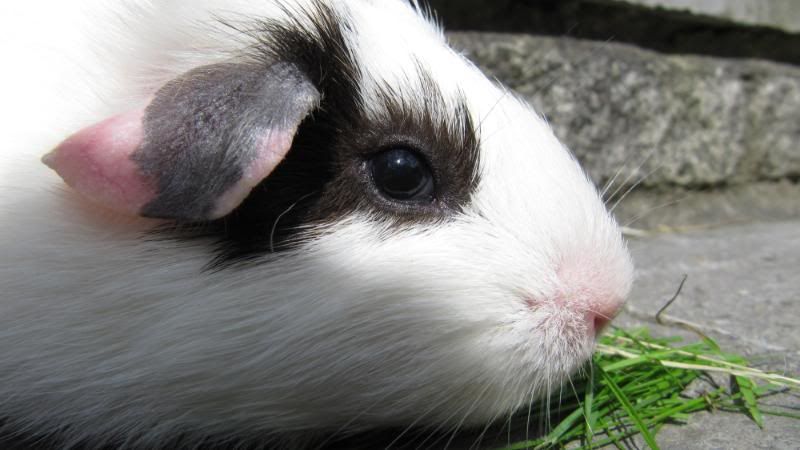 Pigggyplops011.jpg