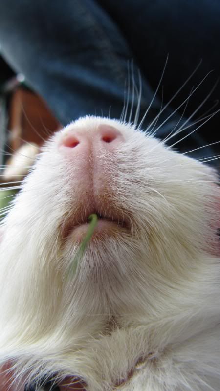 Pigggyplops012.jpg