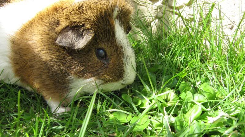 Pigggyplops018.jpg