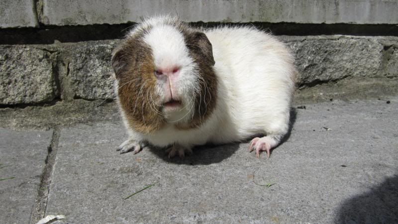 Pigggyplops027.jpg