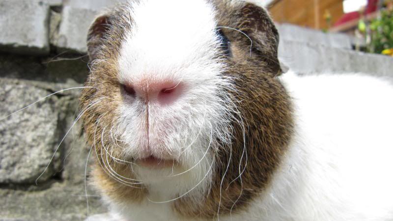 Pigggyplops031.jpg