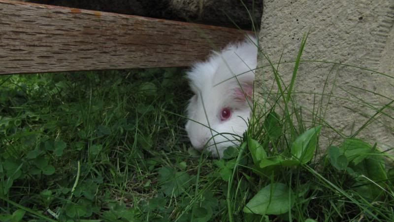 Pigggyplops039.jpg