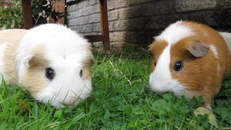 Pigggyplops045.jpg