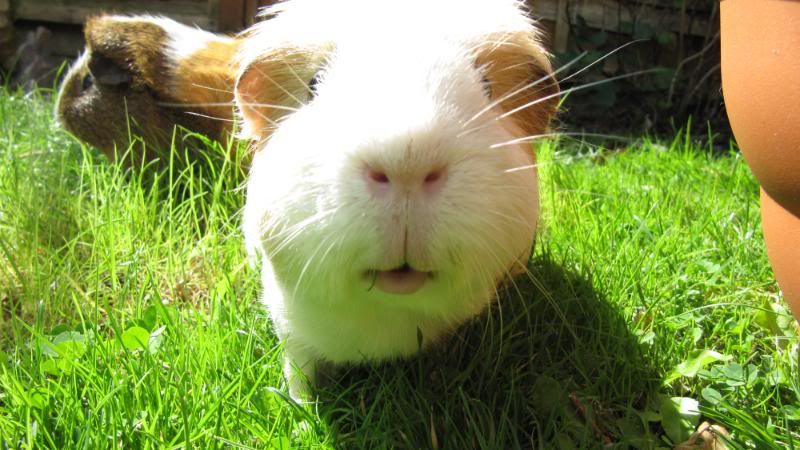 Pigggyplops052.jpg