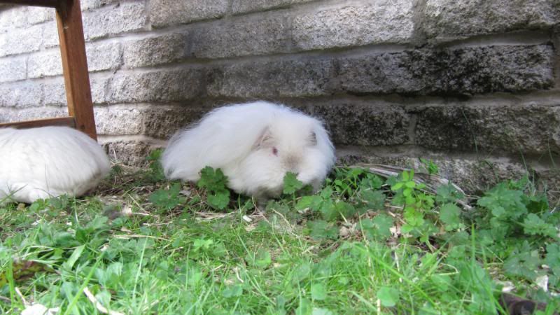 Pigggyplops055.jpg