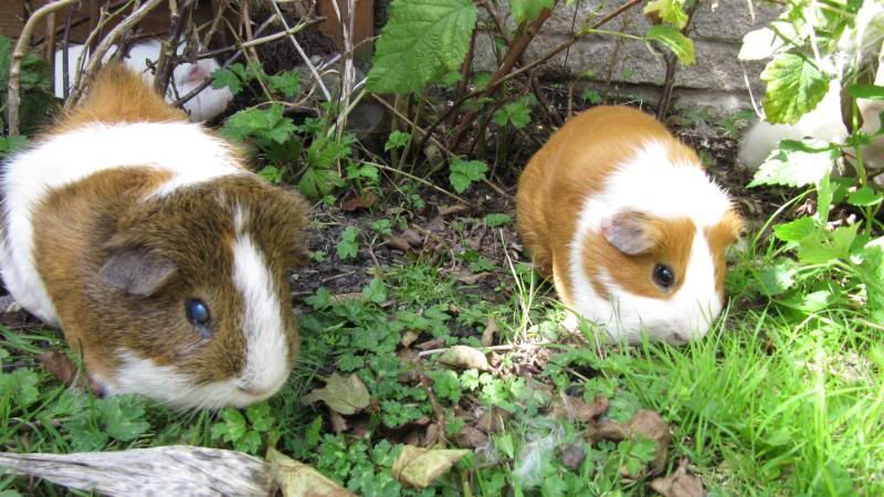 Pigggyplops058.jpg