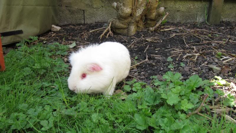 Pigggyplops061.jpg