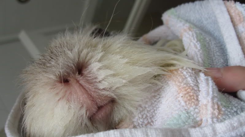 Piggiebums025.jpg