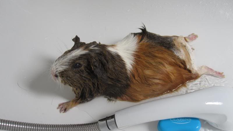 Piggiebums035.jpg