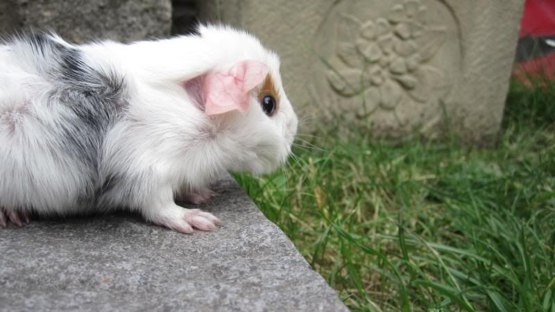 Piglets029.jpg
