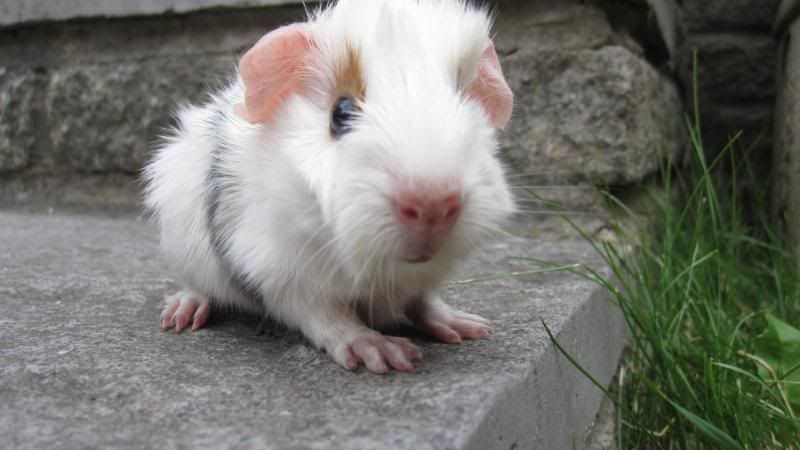 Piglets030.jpg