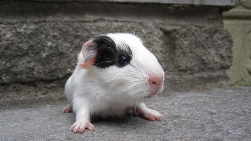 Piglets047.jpg