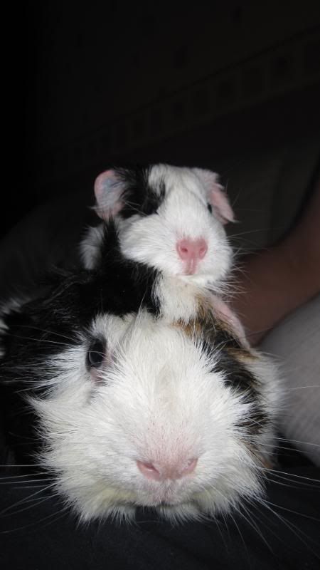 Piglets058.jpg