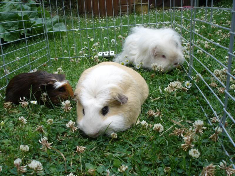 Pippss1stdayhome018.jpg