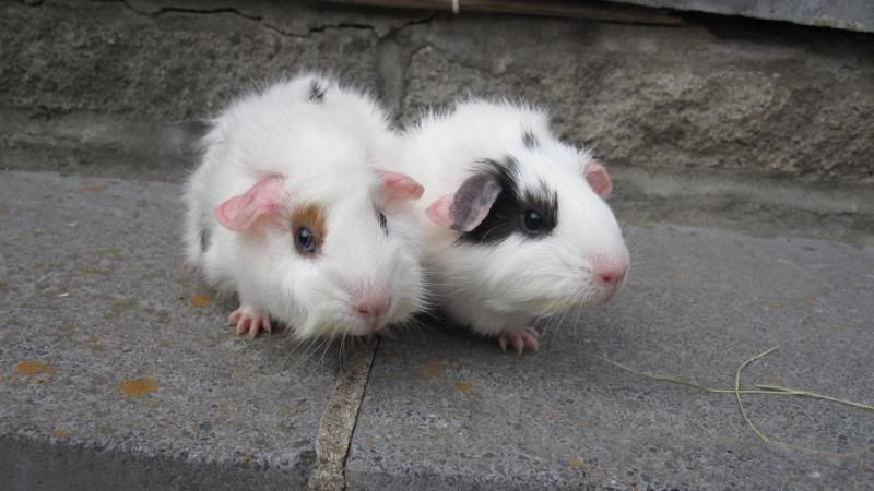 Pubfrankandpigs083.jpg