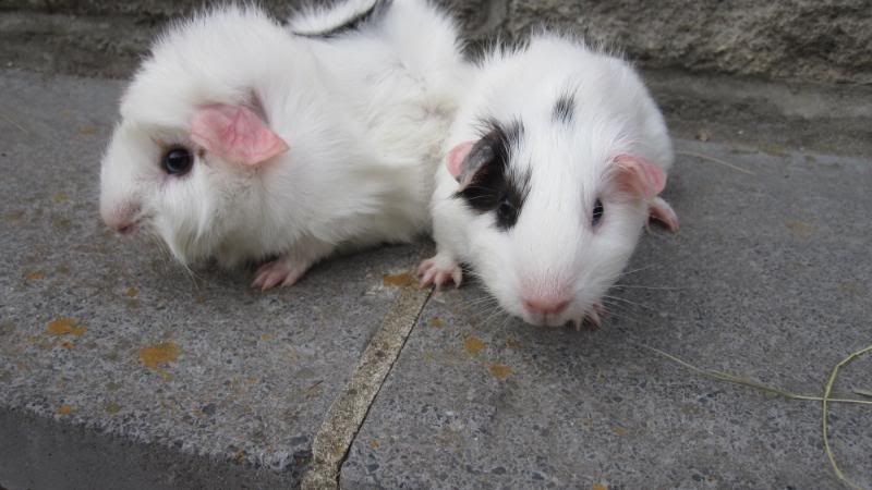 Pubfrankandpigs084.jpg