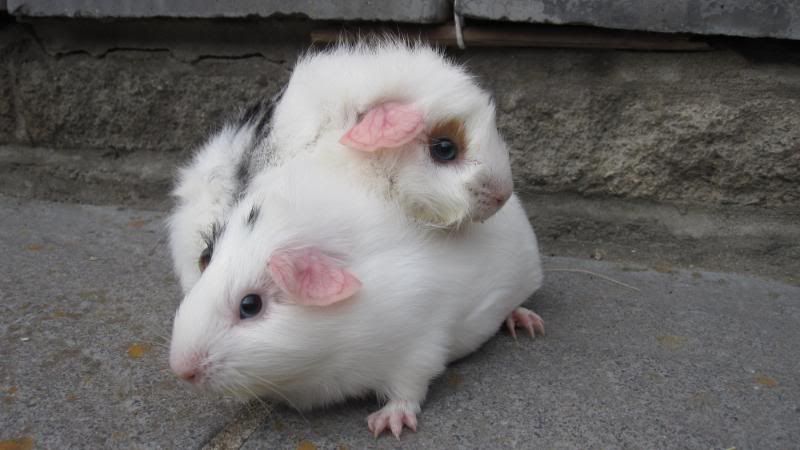 Pubfrankandpigs085.jpg