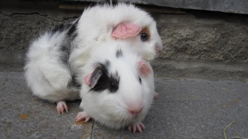 Pubfrankandpigs087.jpg