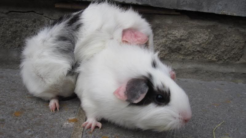 Pubfrankandpigs088.jpg