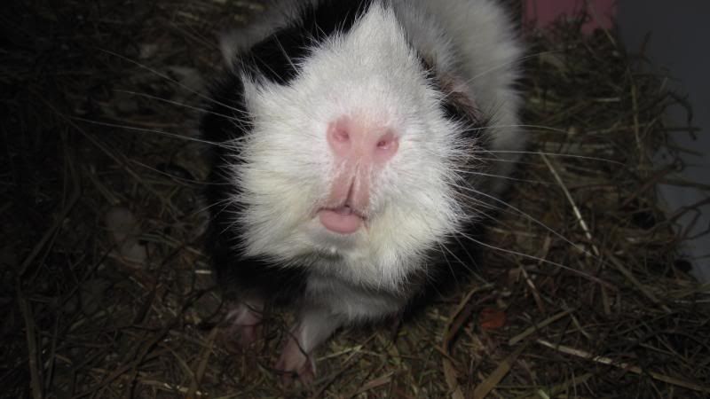 Pubfrankandpigs091.jpg