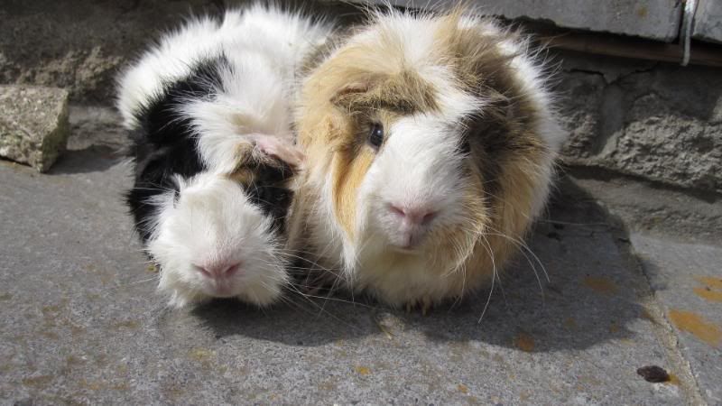 Pubfrankandpigs092.jpg
