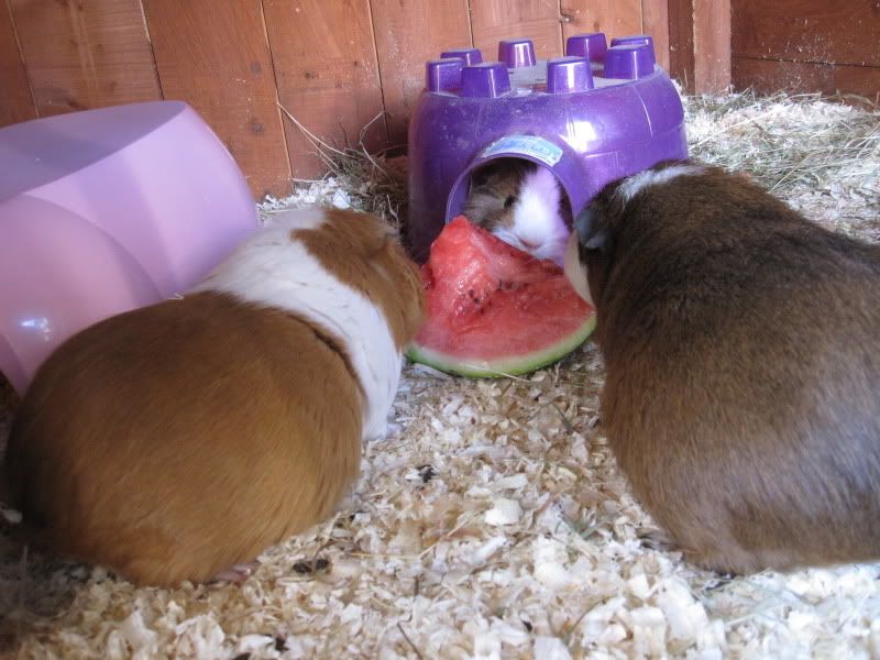Watermelon003.jpg