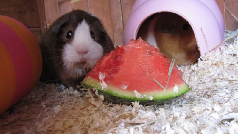 Watermelon015.jpg