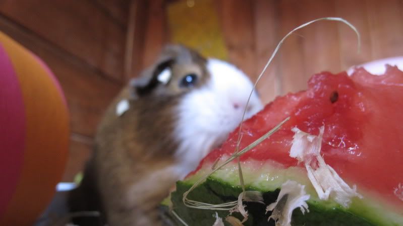Watermelon019.jpg