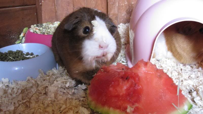 Watermelon020.jpg