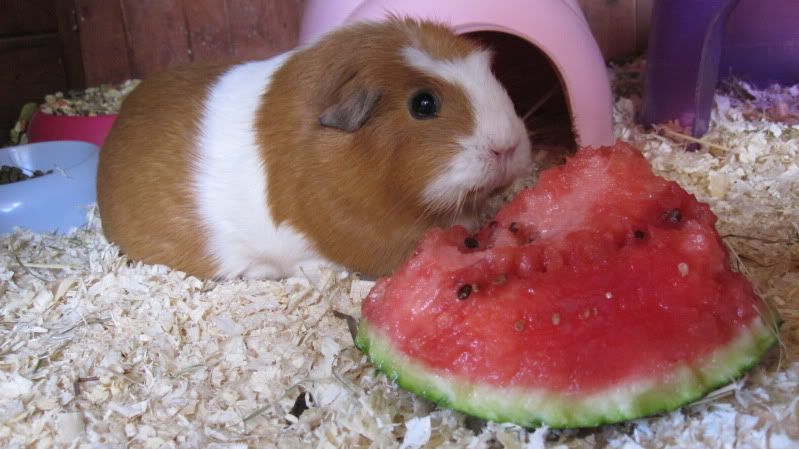 Watermelon039.jpg