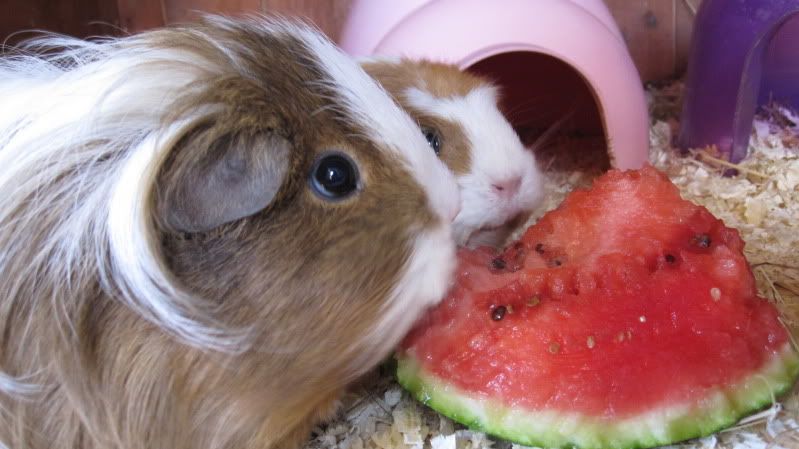 Watermelon042.jpg