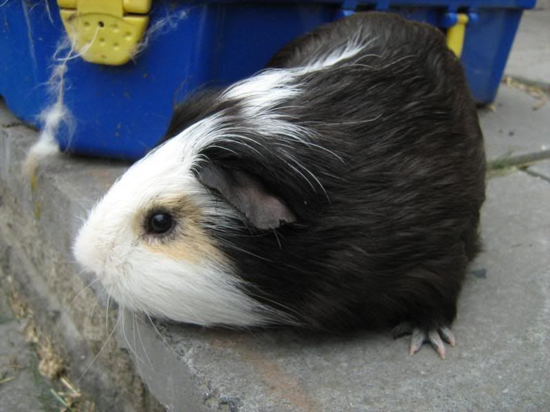 pigs010.jpg