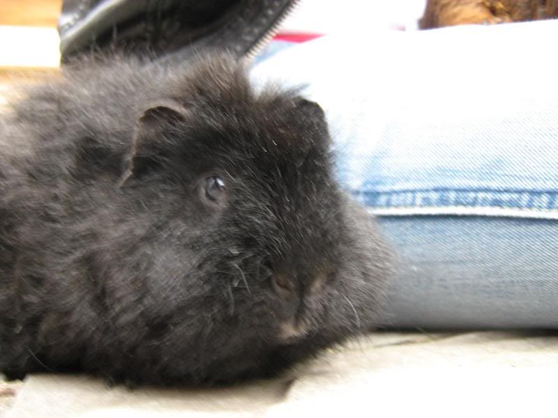 pigs012.jpg