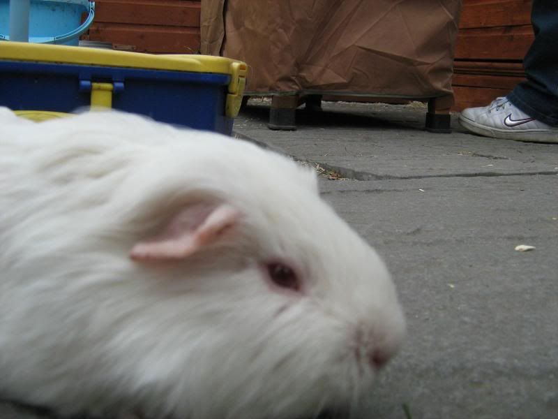 pigs015.jpg