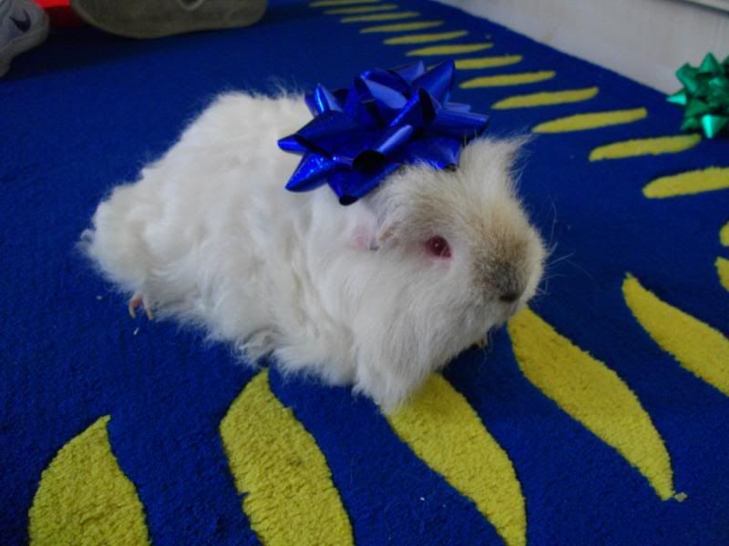 xmas2008054.jpg