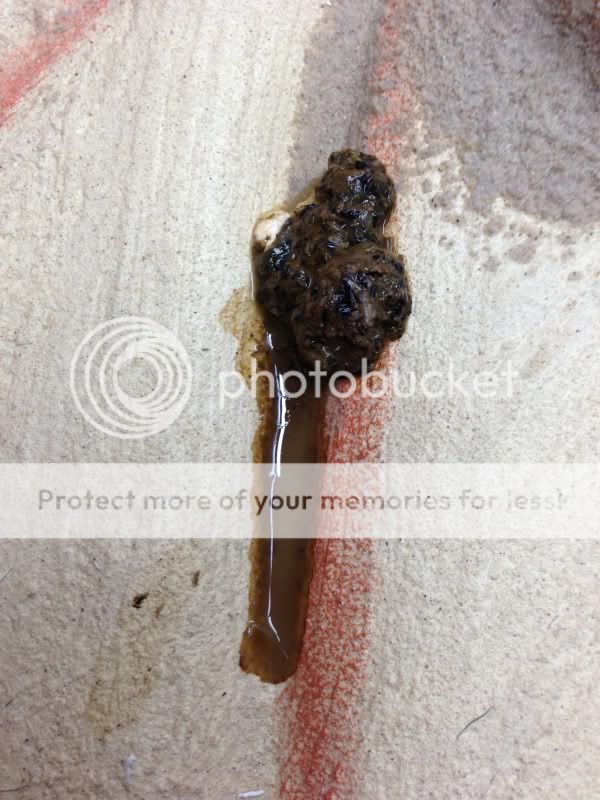 Warning poo pic!! Is this normal? - Reptile Forums