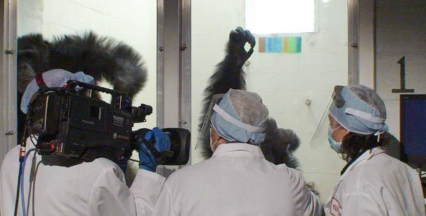 Biologist Lisa Parr (right) and Alan Alda (center) attempt to work on a computer task with a distracted chimp, Hondo, as cameraman Peter Hoving films. Photo: Maggie Villiger, ©2009 PBS, all rights reserved.