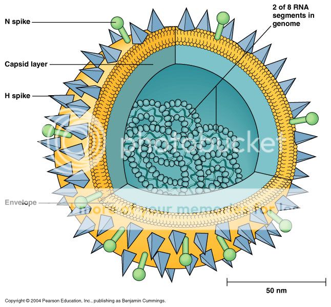 The influenza virus.  Image ©2004 Pearson Education, all rights reserved.