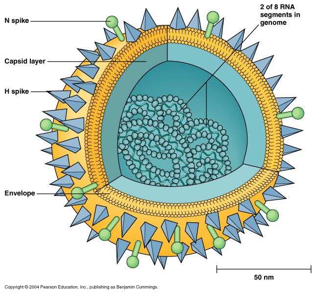 The influenza virus.  Image ©2004 Pearson Education, all rights reserved.